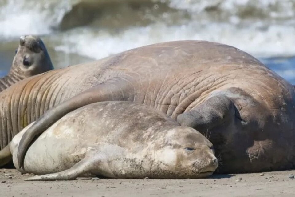 La gripe aviar llegó al sur de Brasil donde murieron ejemplares de lobos y leones marnos.