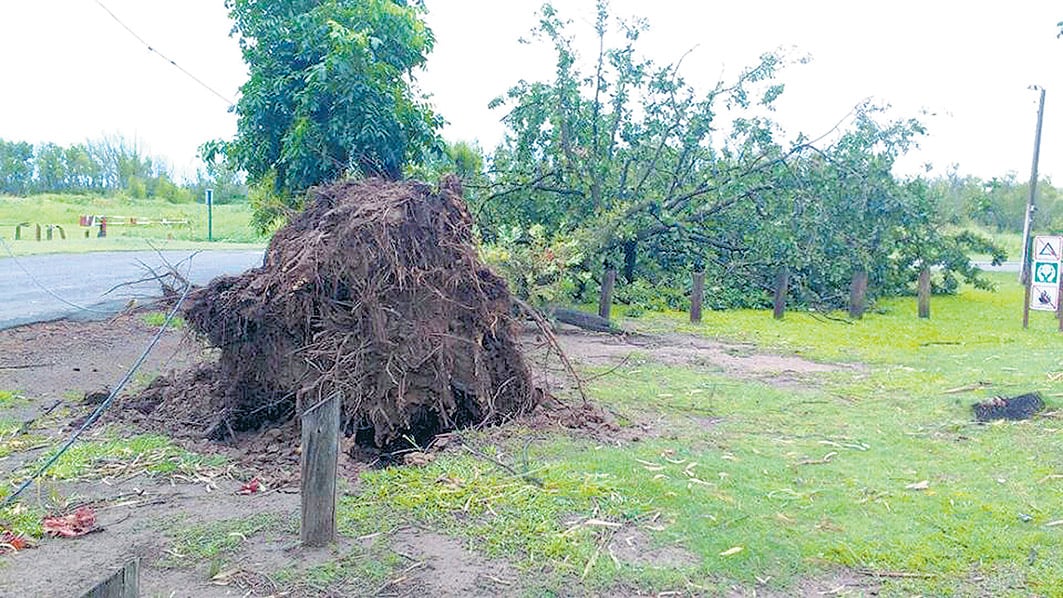 Arboles arrancados de cuajo y postes caídos por la tormenta.