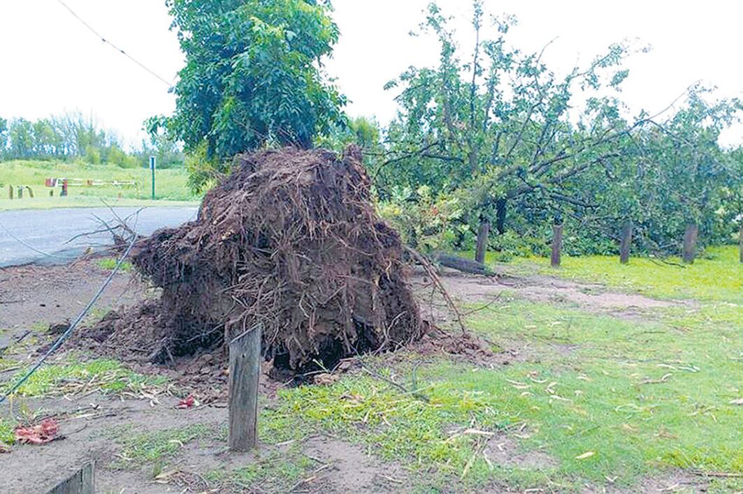 Arboles arrancados de cuajo y postes caídos por la tormenta.