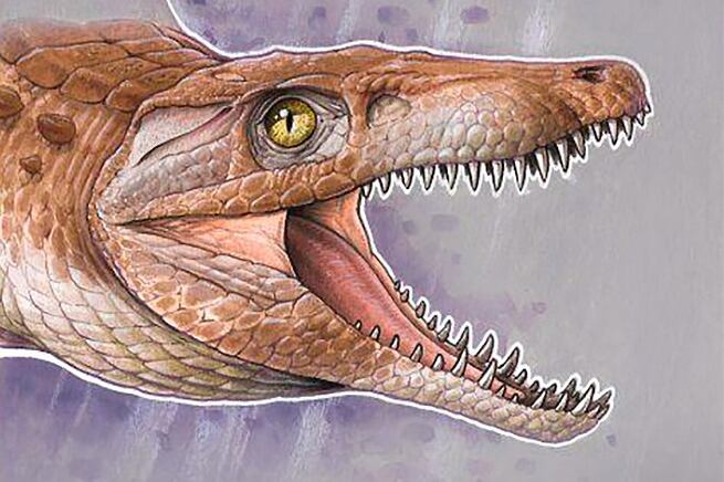 De no más de 70 centímetros, fue contemporáneo de los dinosaurios.