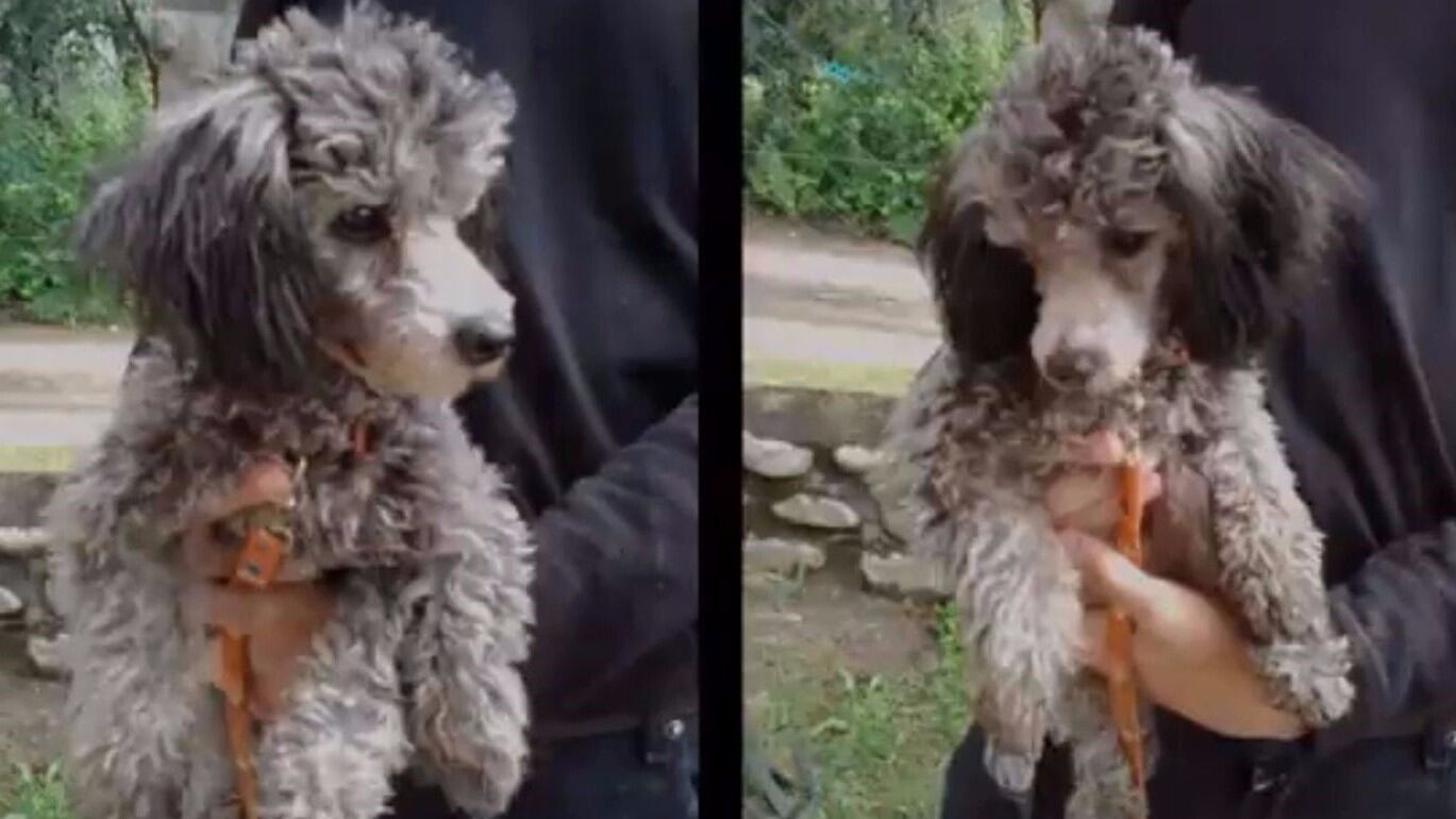 Fotografias que tomó la vecina de la víctima