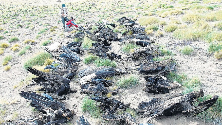 Los animales fueron hallados muertos a tres mil metros de altura en Los Molles.