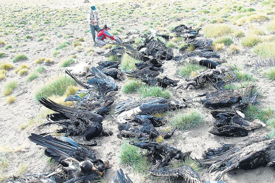 Los animales fueron hallados muertos a tres mil metros de altura en Los Molles.