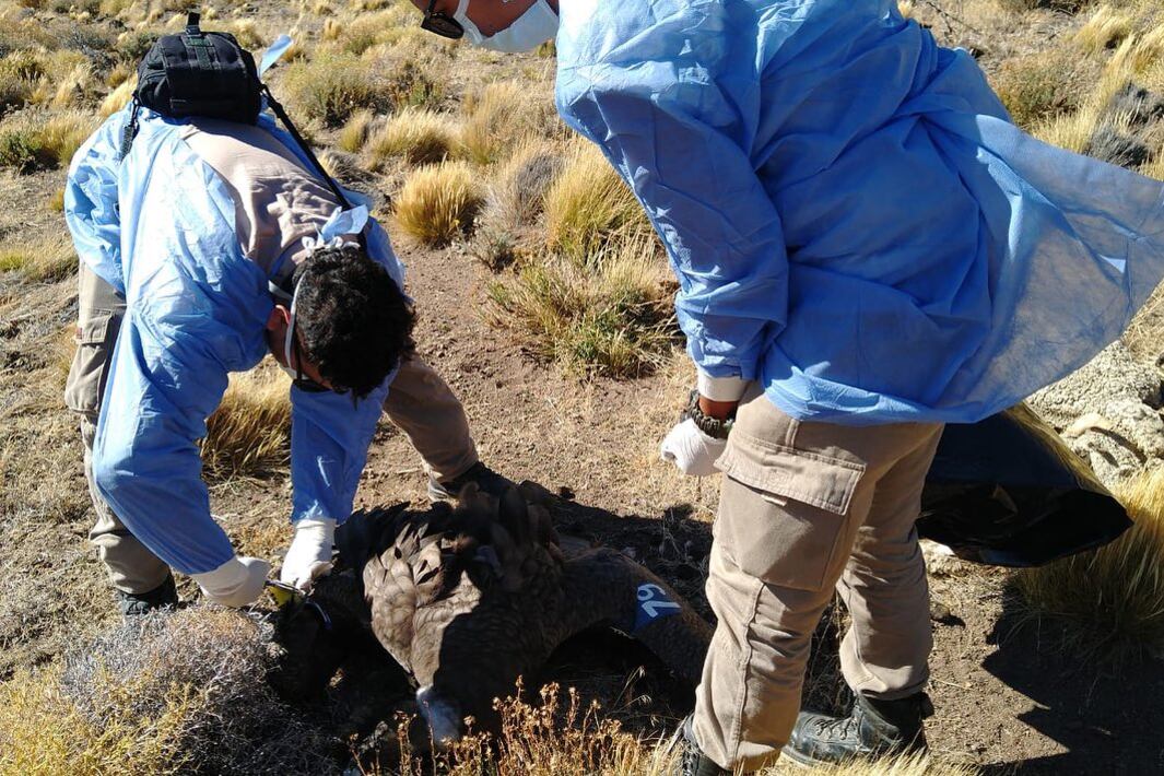Yastay fue encontrado muerto en el sur de Río Negro. Imagen: PCCA.