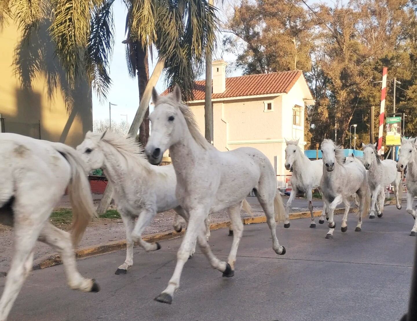 Conurbano onirico, por Luis Trotz.