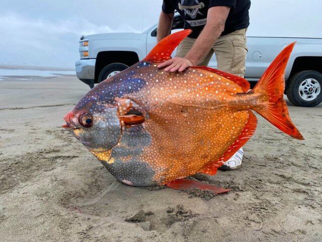 El ejemplar de pez luna u opah hallado en Oregon pesaba 45 kilos, era redondo y de color naranaja y plateado.