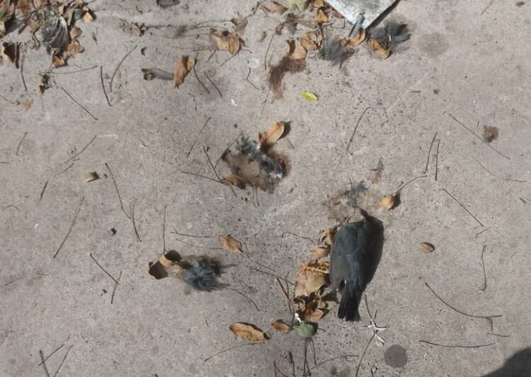 En el teleférico San Bernardo