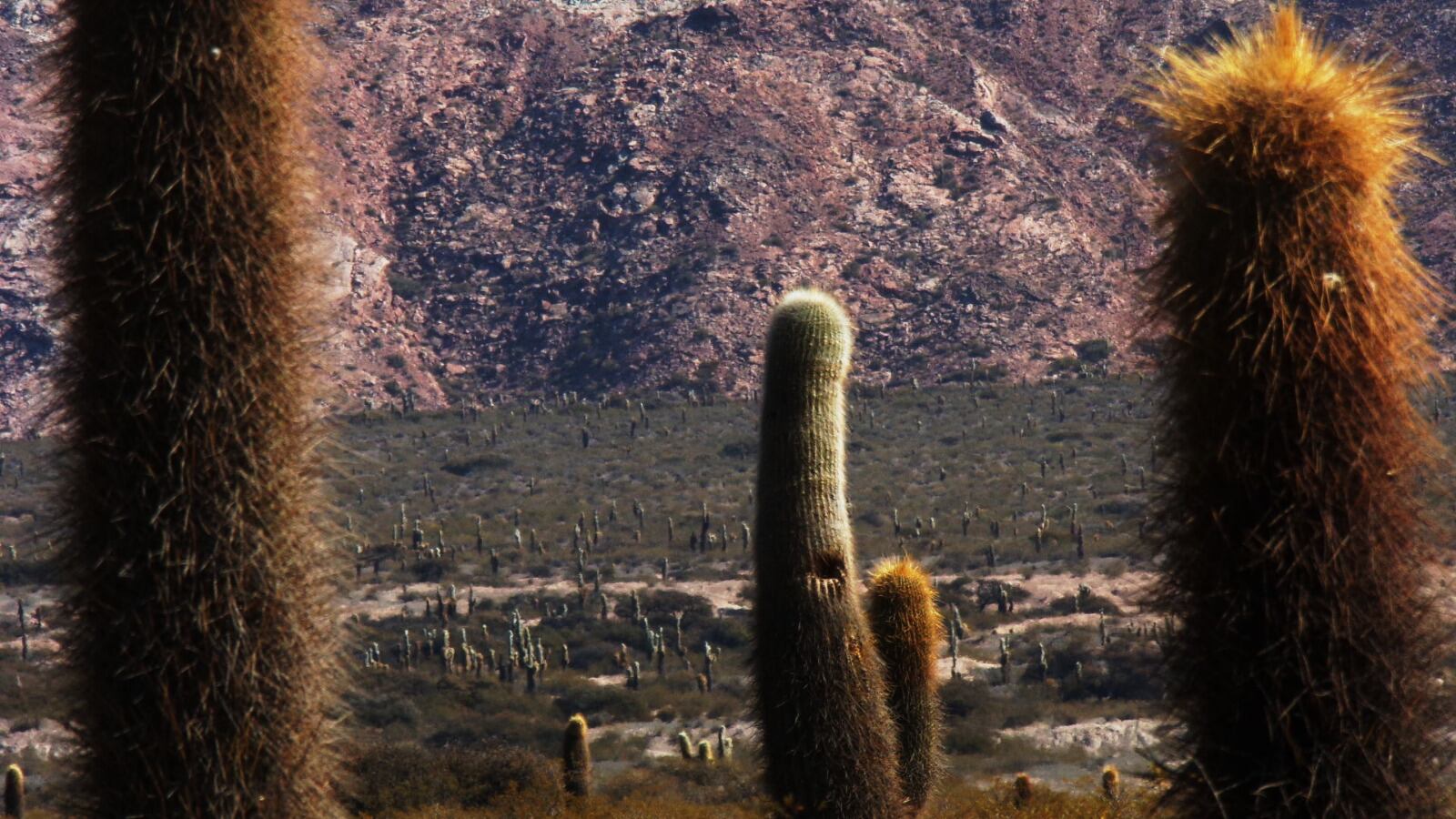 Parque Nacional Los Cardones, Salta.