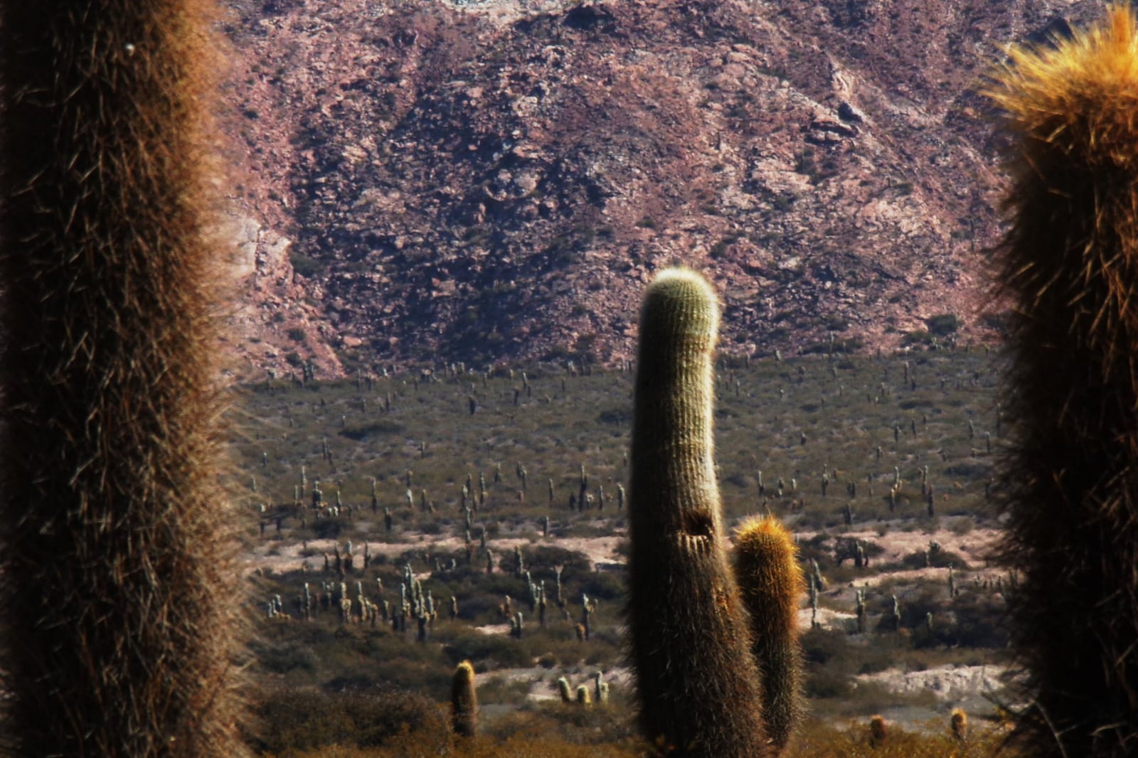 Parque Nacional Los Cardones, Salta.