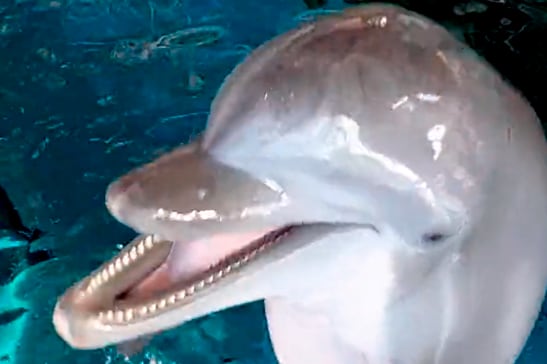 La selección de Croacia de Luka Modric triunfó 2 a 1 ante Marruecos en el partido por el tercer puesto.