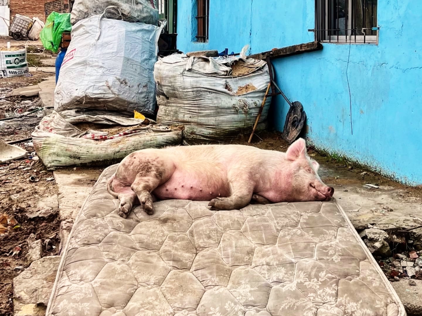 Quizás se sienta gorrión está vez, por @lmuzzu.