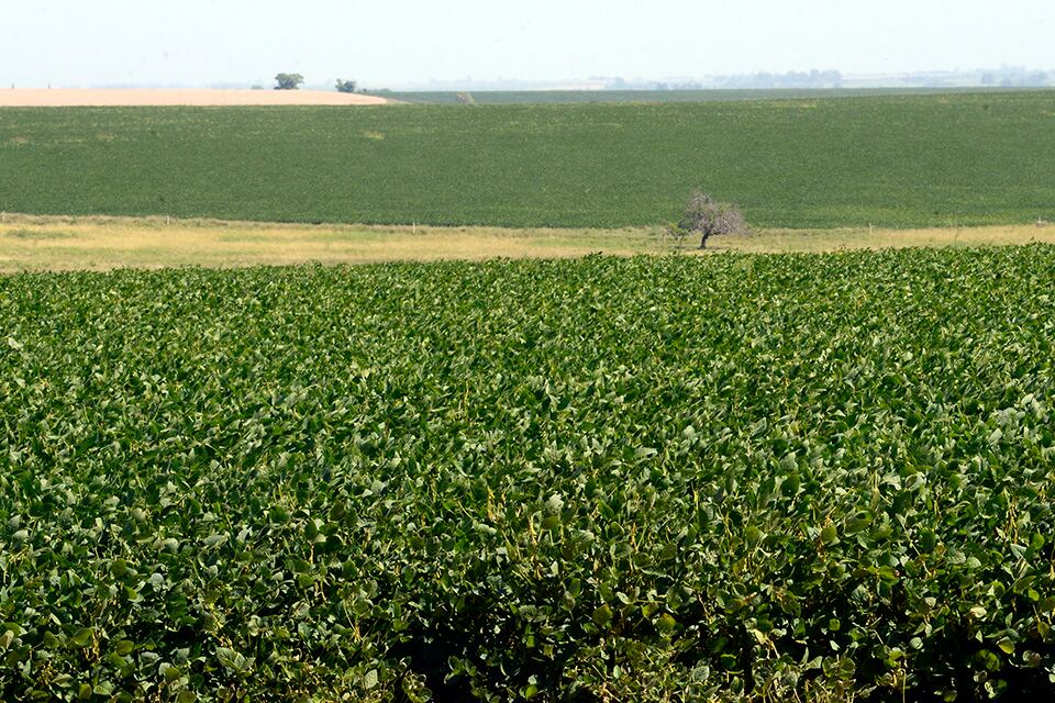 En los últimos años el sector más concentrado del agro aumentó su renta