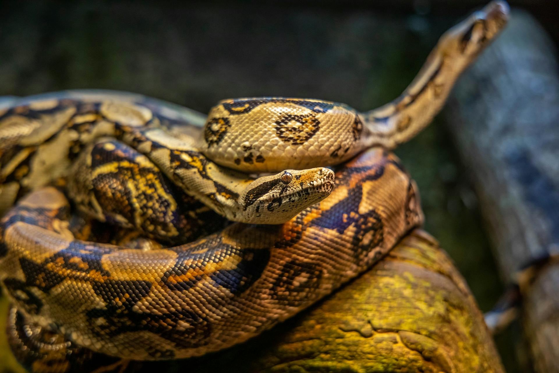 Una pitón de 5 metros engulló a una mujer en Indonesia. (Imagen: Pexels)