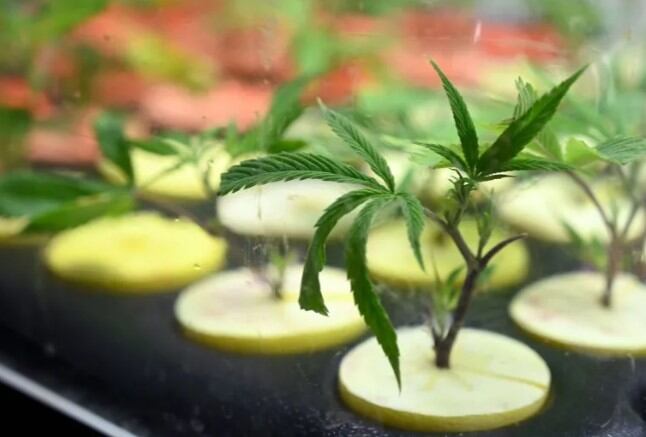 El REPROCANN es una base de datos diseñada para poder registrar a aquellas personas que cuenten con las condiciones para acceder a un cultivo controlado de la planta de cannabis, con fines de tratamiento medicinal, terapéutico y/o paliativo del dolor.