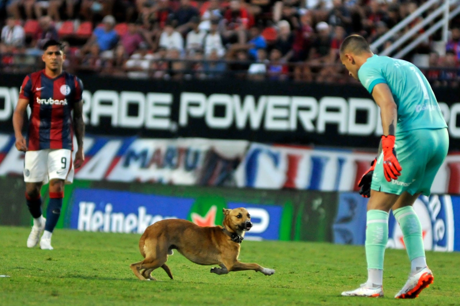 En el San Lorenzo-Unión (0-0) de la tercera fecha, un simpático perro demoró la historia.