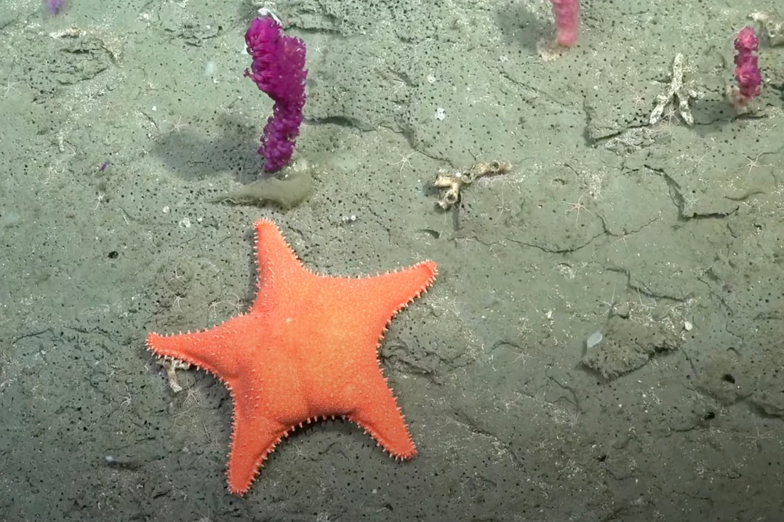 "Música para sumergirse en las profundidades del Mar Argentino, junto a la expedición del CONICET y el Schmidt Ocean Institute", dice la bio oficial de la playlist