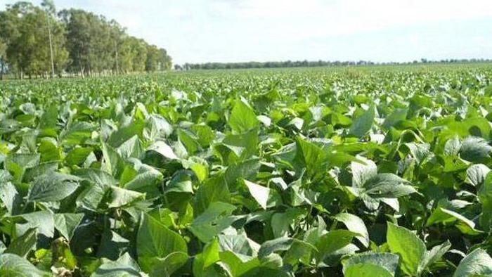 Campo en Las Lajitas