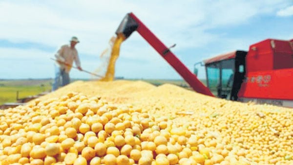 La producción de la soja se redujo en 20 millones de toneladas por la sequía.