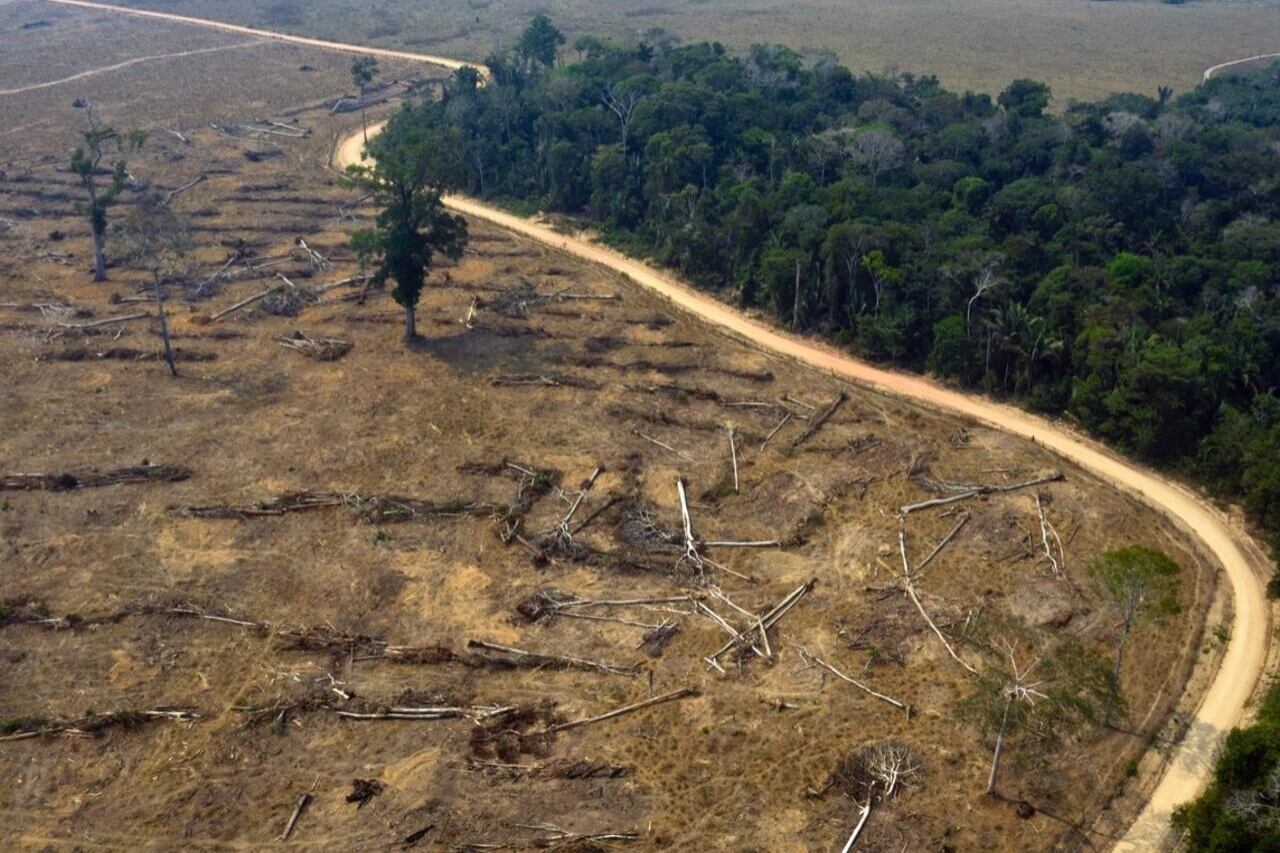 Entre los años 2020 y 2021, indica Greenpeace, la Amazonia brasileña perdió 8.712 Km2 de selva. (Foto: AFP)