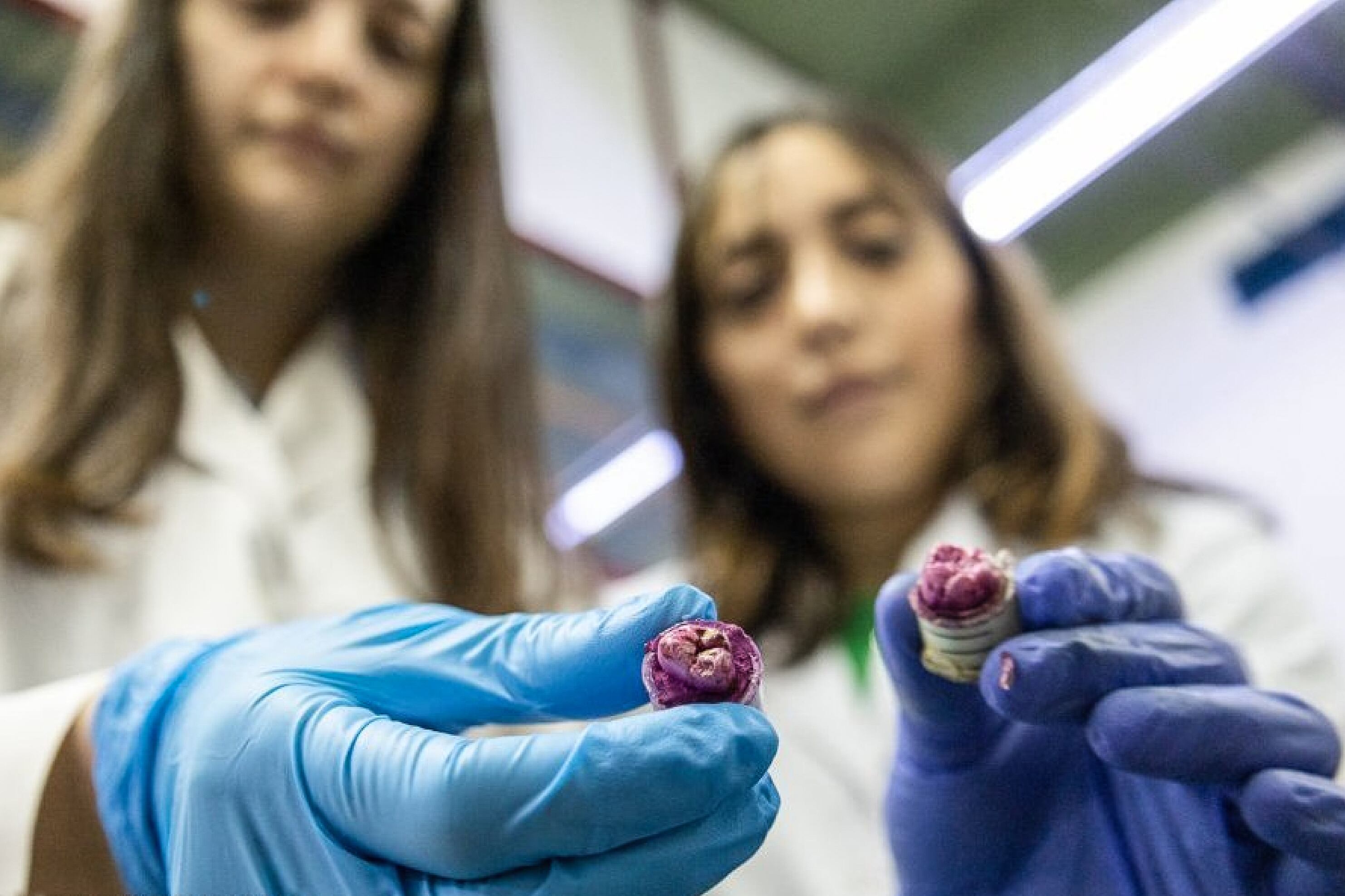 Las especialistas inhiben las bacterias que producen las caries dentales.