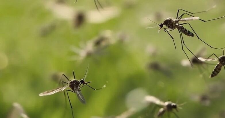 Mendoza (ISCAMEN) alcanzó un hito significativo en la batalla contra el dengue al introducir la Técnica del Insecto Estéril (TIE) para controlar al mosquito Aedes aegypti