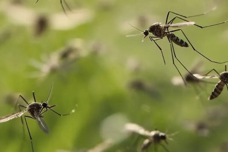 Mendoza (ISCAMEN) alcanzó un hito significativo en la batalla contra el dengue al introducir la Técnica del Insecto Estéril (TIE) para controlar al mosquito Aedes aegypti