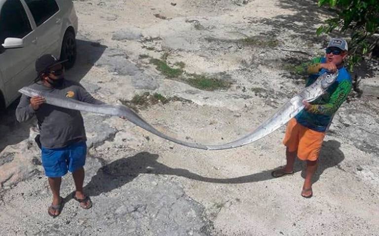 El pez sable capturado en Cozumel medía 6 metros.