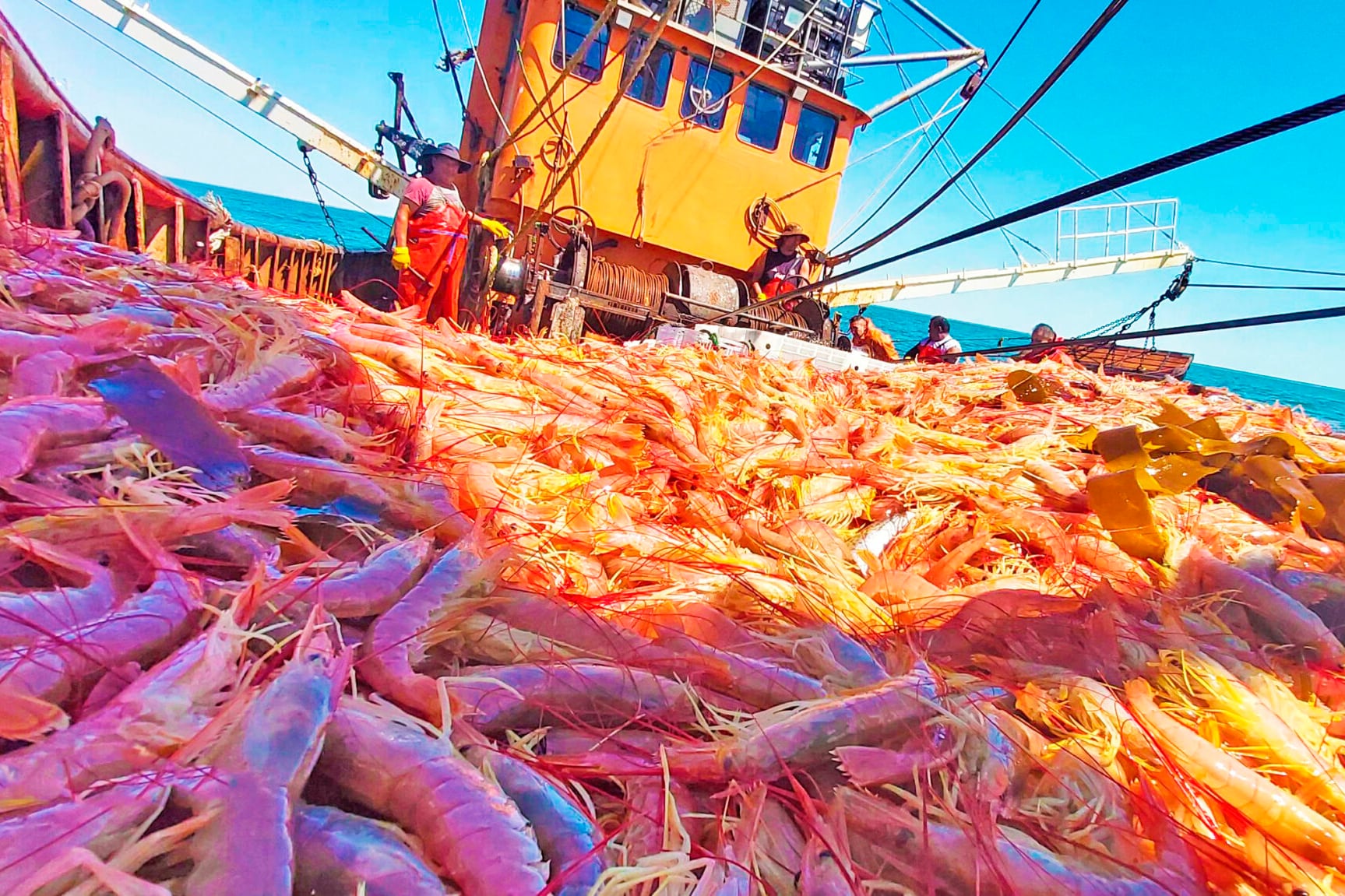 La pesca de langostino es una de las actividades que generan un ingreso genuino de divisas al país.