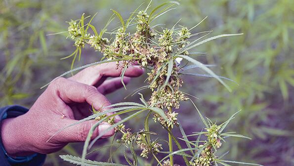 La legalización había sido aprobada con la ley 27.350, promulgada el 29 de marzo de 2017