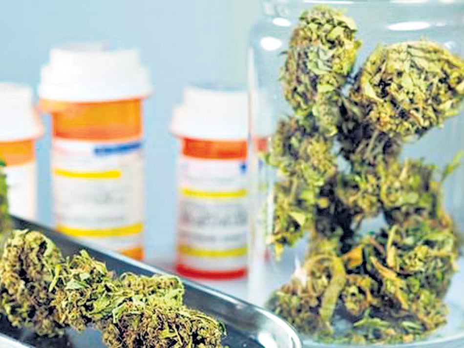 Los laboratorios públicos, con interés en producir aceite de cannabis.