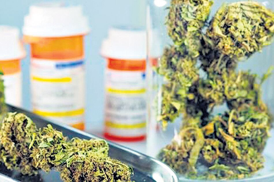 Los laboratorios públicos, con interés en producir aceite de cannabis.