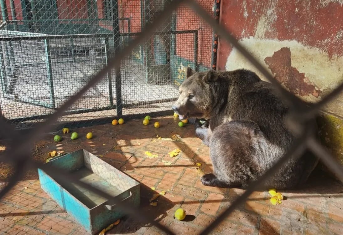 Oso zoo Lujan