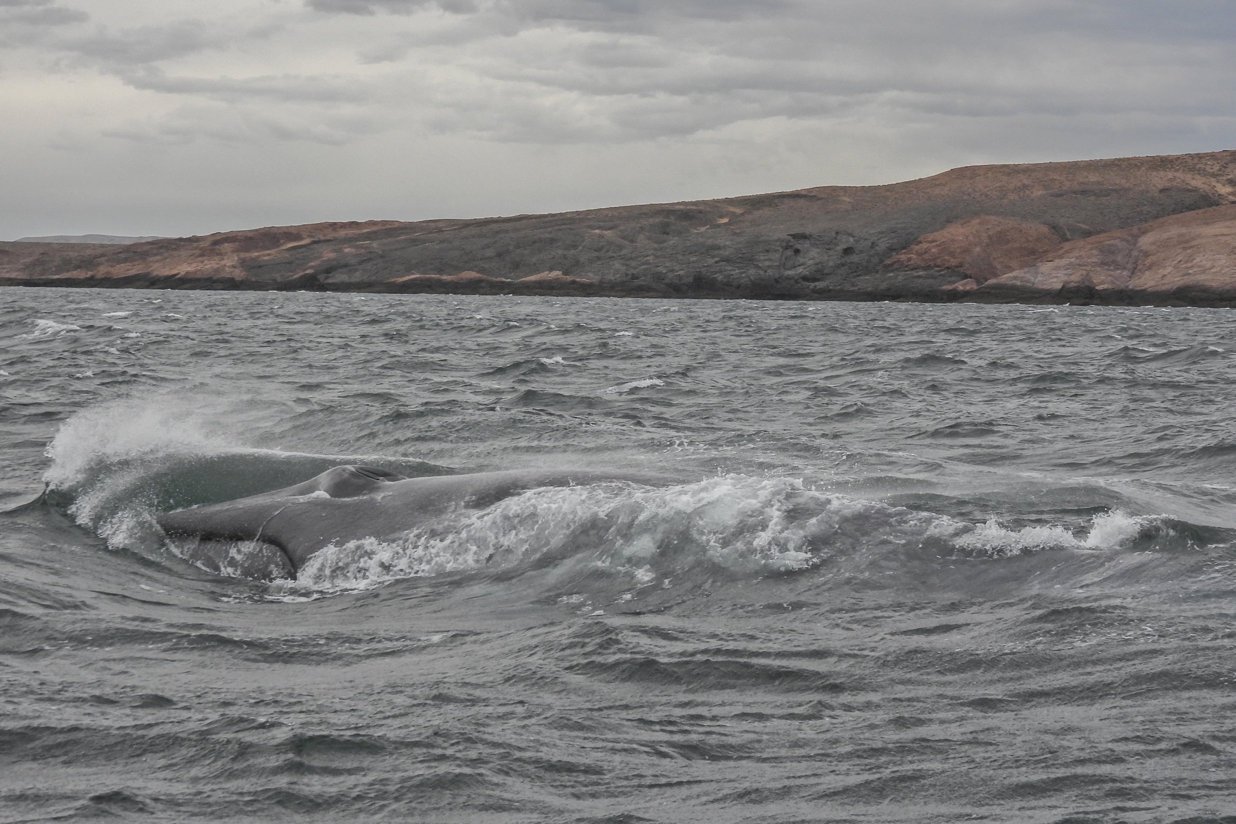 una ballena azul, el animal más grande del mundo, fue avistado en la costa de Chubut