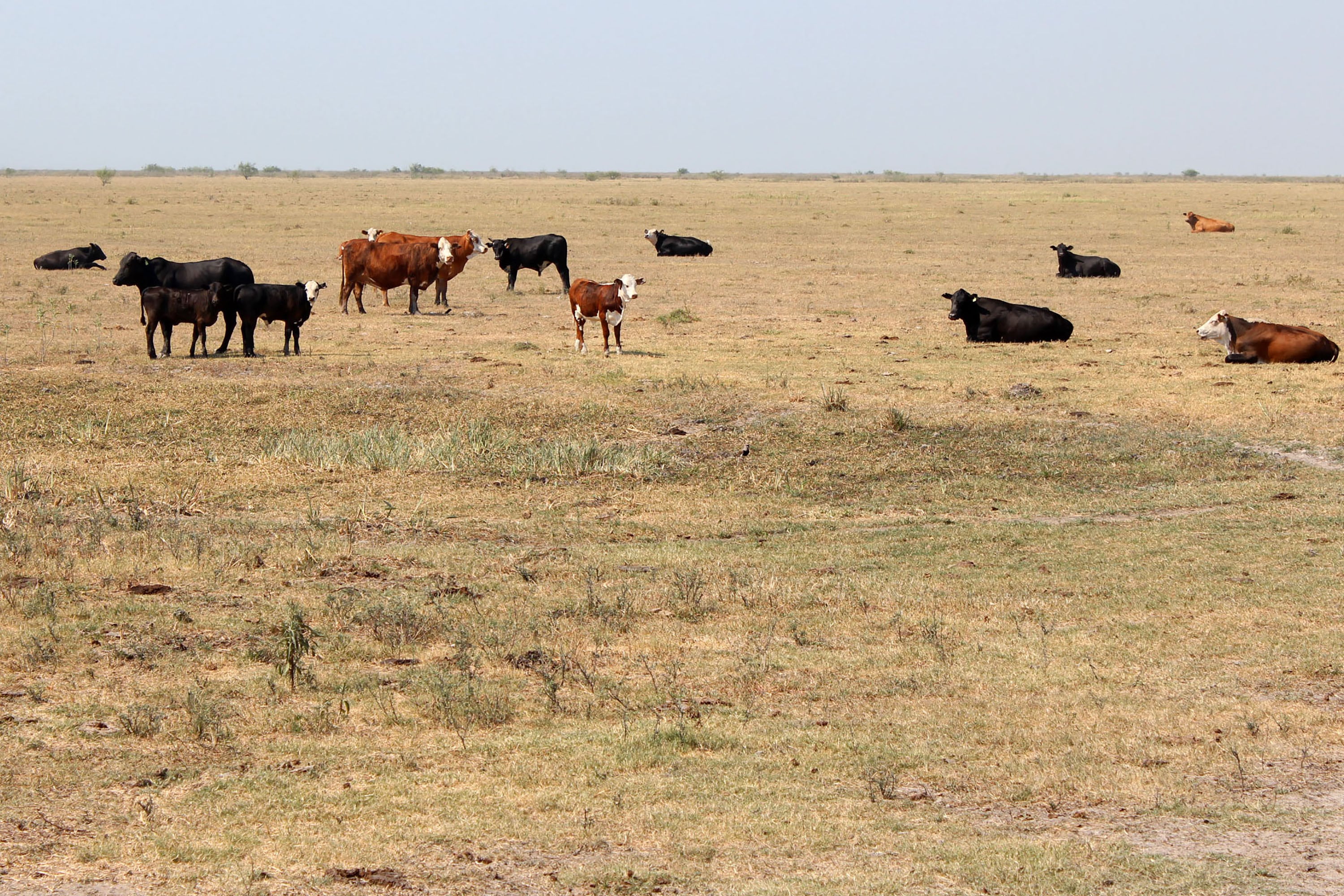 Se calcula que hay unas 126 millones de hectáreas afectadas por el déficit hídrico.