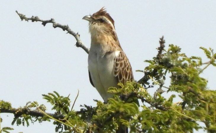 Tapera Naevia (Crespín)