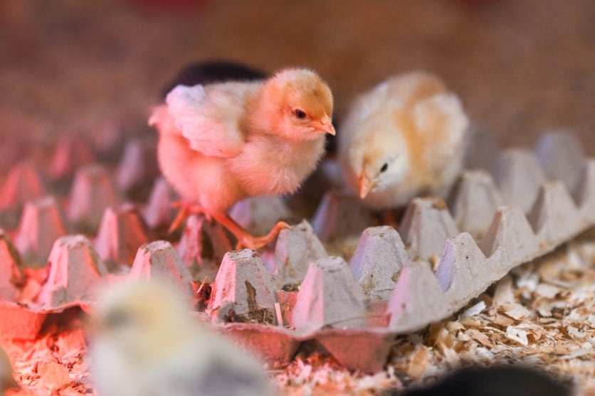 En Europa matan 330 millones de pollos  recién nacidos al año.