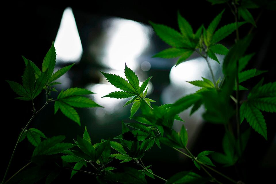 El MInisterio de Salud será la autoridad que valide la legitimidad del cultivo de cannabis