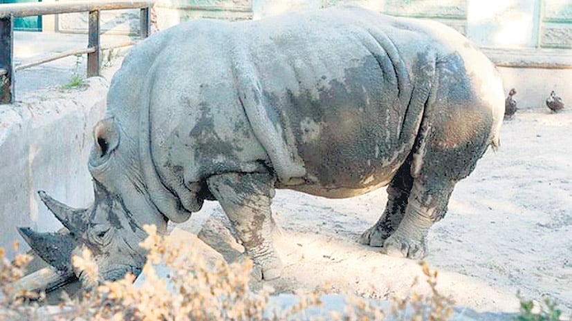 La rinoceronte Ruth venía con diarrea y cayó en un lodazal del que no pudo salir.