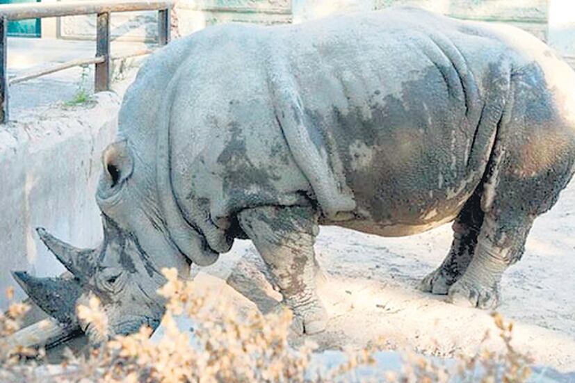 La rinoceronte Ruth venía con diarrea y cayó en un lodazal del que no pudo salir.