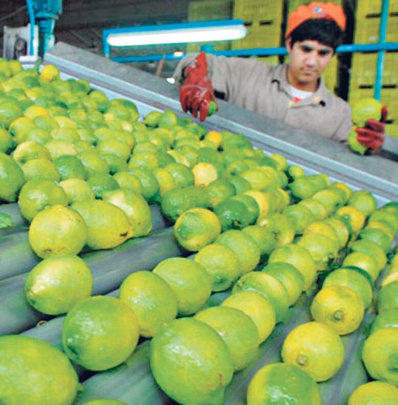 La Argentina es el primer país productor de limón en el mundo y Tucumán lidera esa producción.