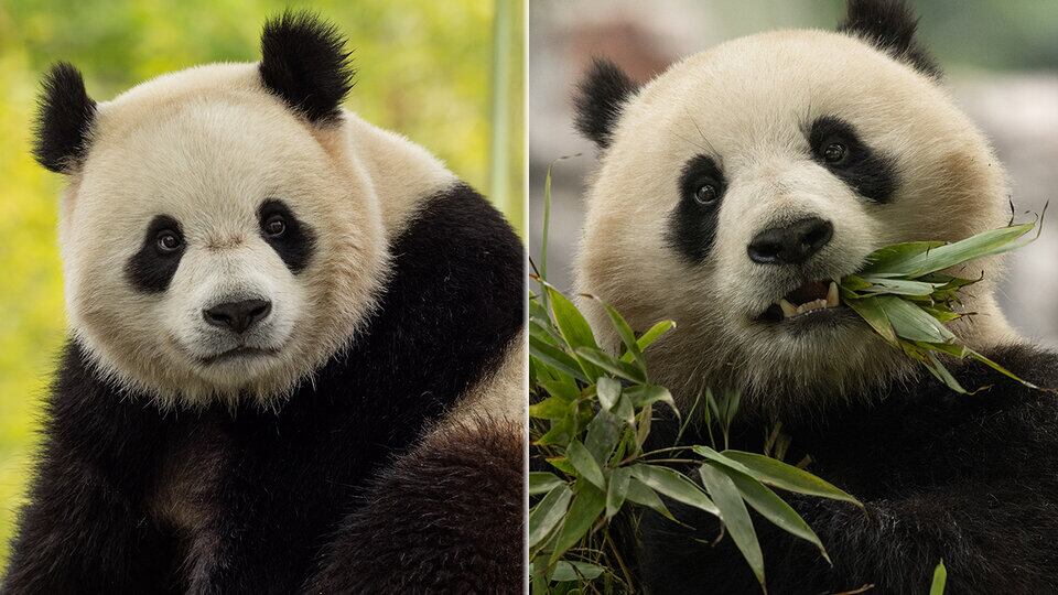 Los dos VIP (Very Important Pandas) viajan en un avión especial llamado Panda Express, bajo la supervisión veterinaria de un equipo de cuidadores de Washington  