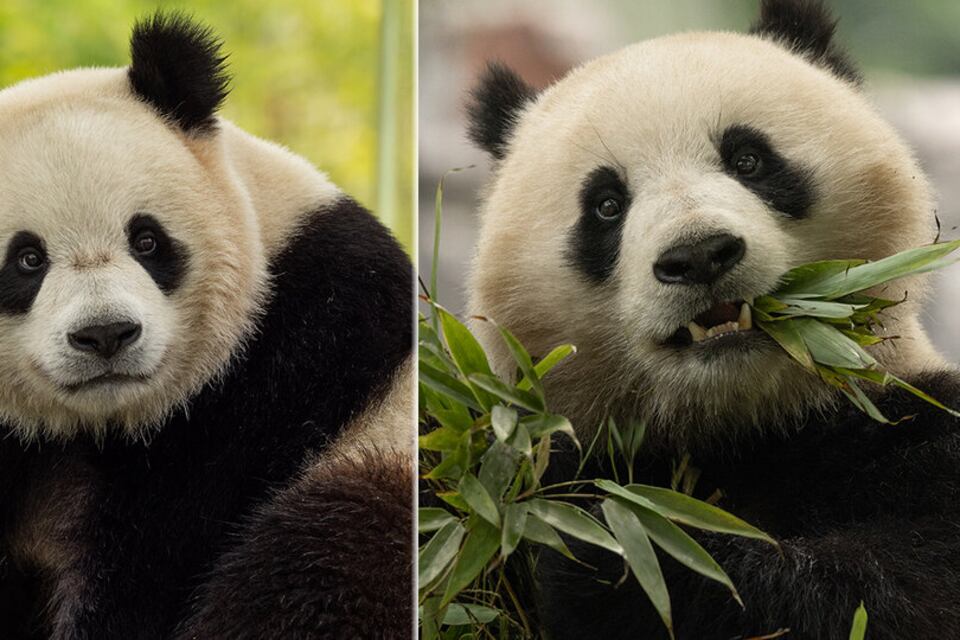 Los dos VIP (Very Important Pandas) viajan en un avión especial llamado Panda Express, bajo la supervisión veterinaria de un equipo de cuidadores de Washington