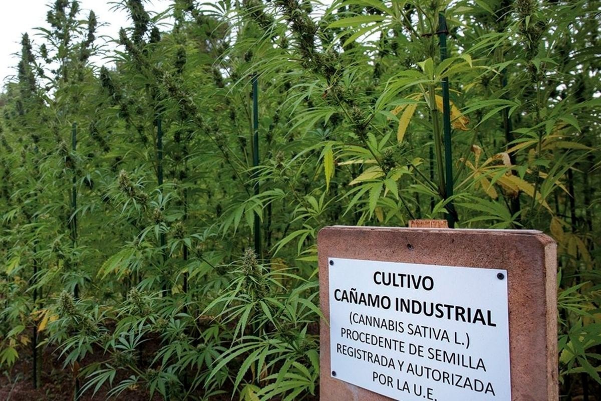 IHS logró ingresar al país más de 15 genéticas de cáñamo de vanguardia provenientes de diferentes regiones del mundo