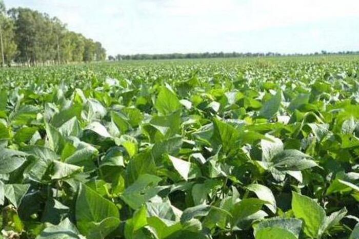 La soja y sus derivados representan el mayor complejo exportador argentino.