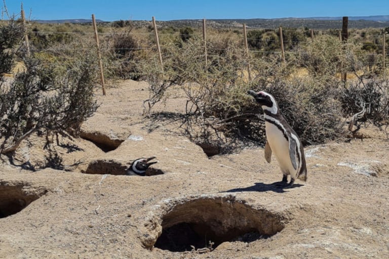 Matar pingüinos es delito.