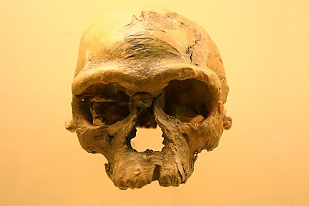 El cráneo del homo sapiens hallado en Marruecos.