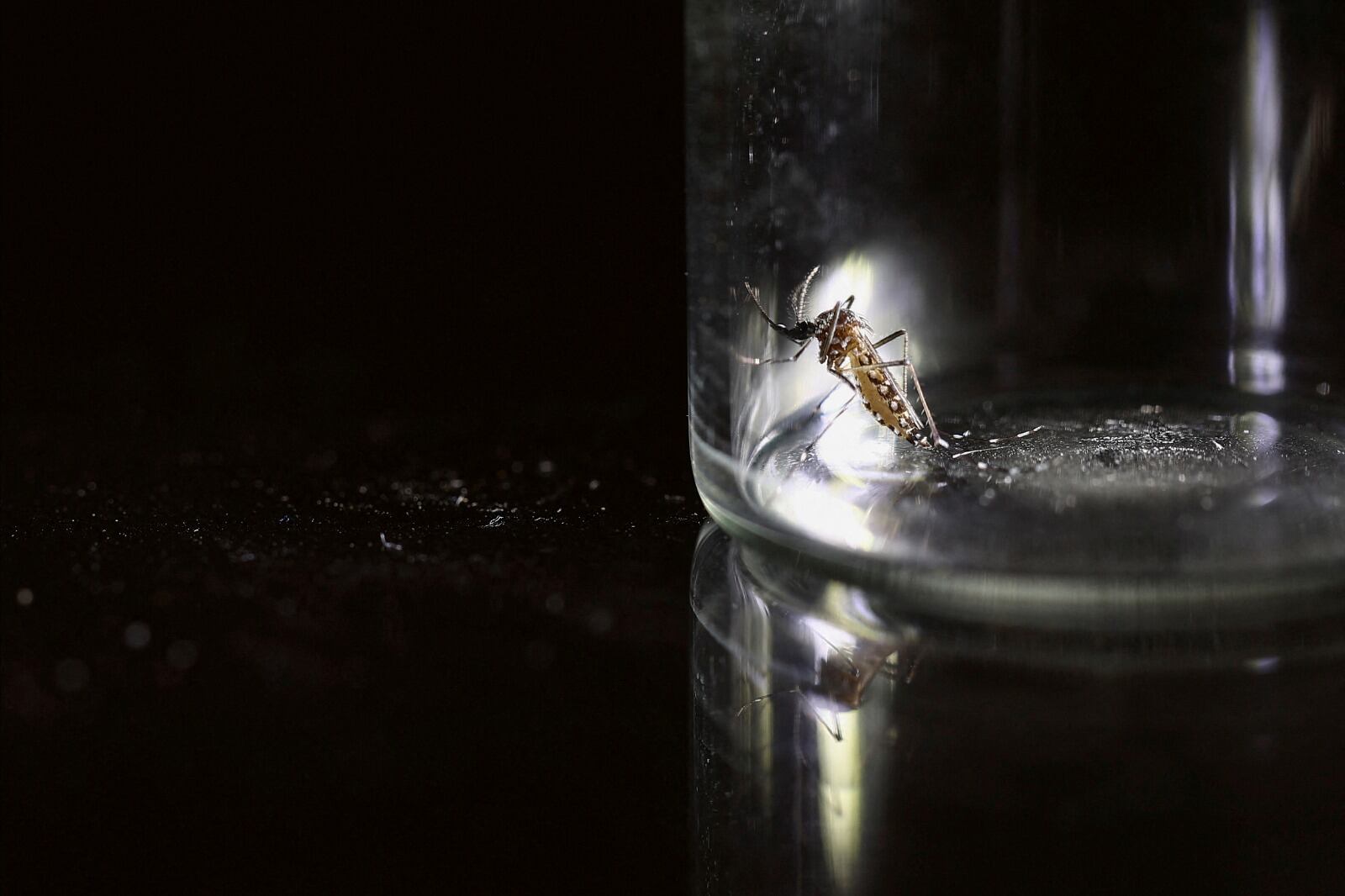 Aedes Aegypti, el mosquito que transmite la enfermedad.  