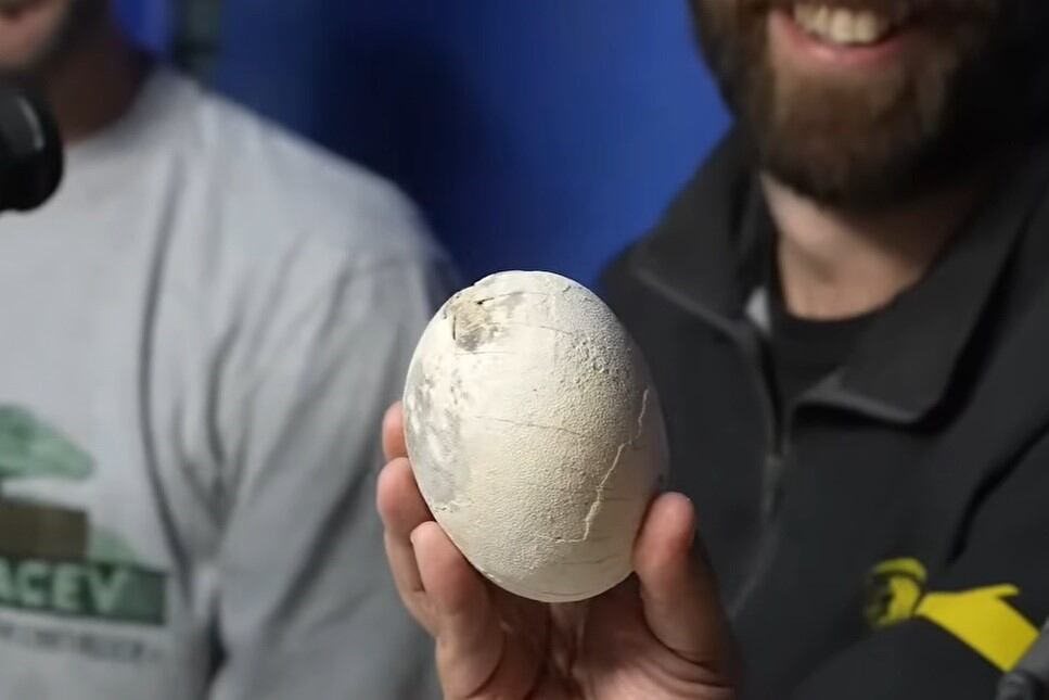 Los científicos del Conicet encontraron un nido de huevos de un dinosaurio carnívoro y lo enseñaron en vivo por streaming