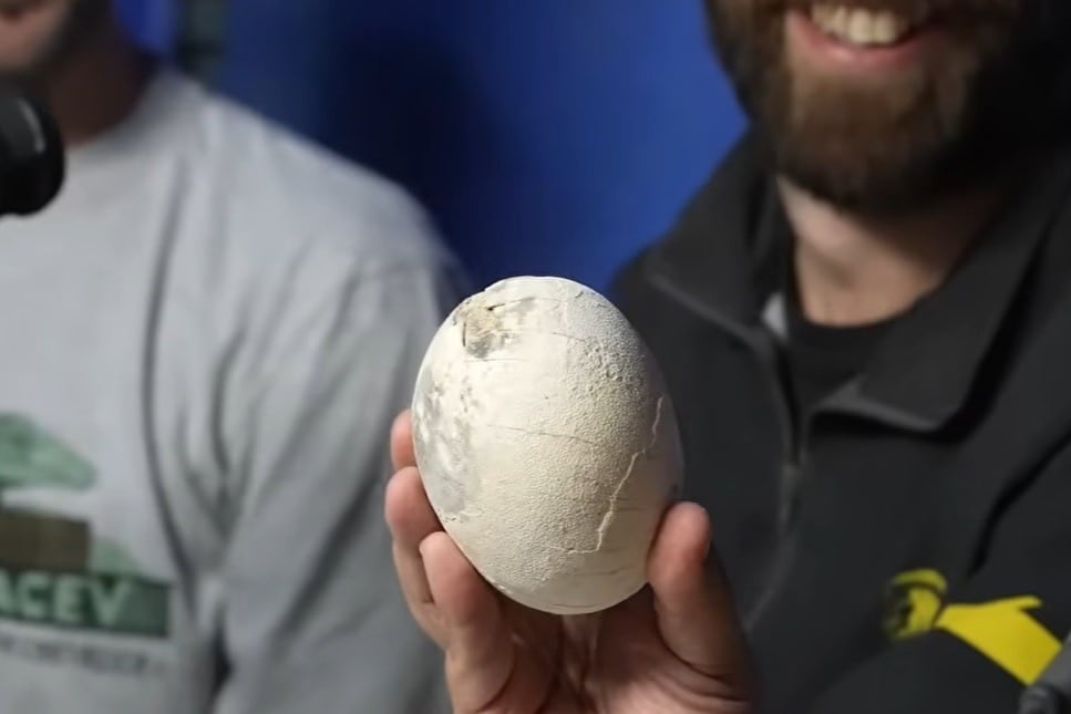 Los científicos del Conicet encontraron un nido de huevos de un dinosaurio carnívoro y lo enseñaron en vivo por streaming