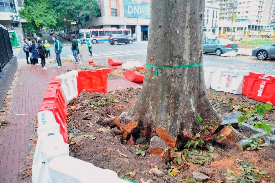Vecinos de San Telmo impidieron la tala de árboles en el Bajo porteño ...
